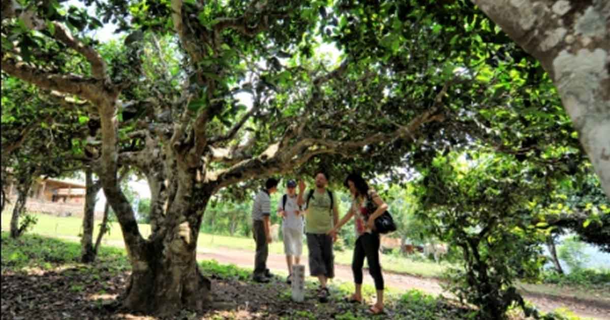 Древние деревья на хребте Булан шань