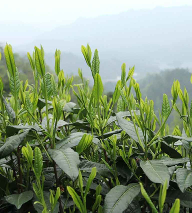 Тайпин Хоукуй