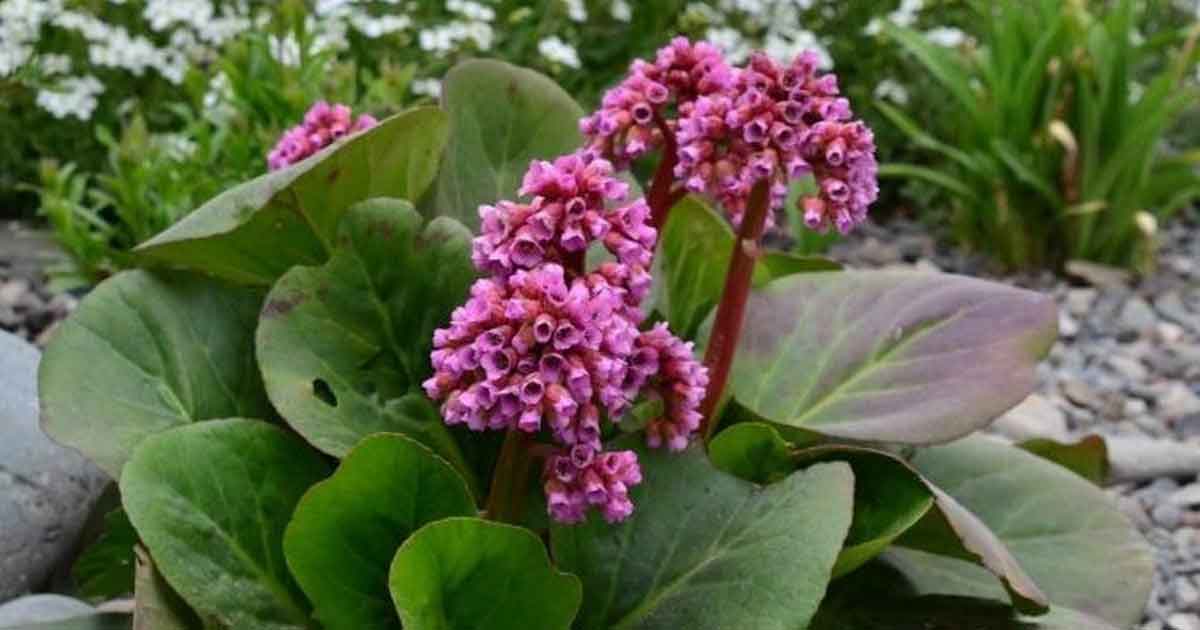 Бадановый чай