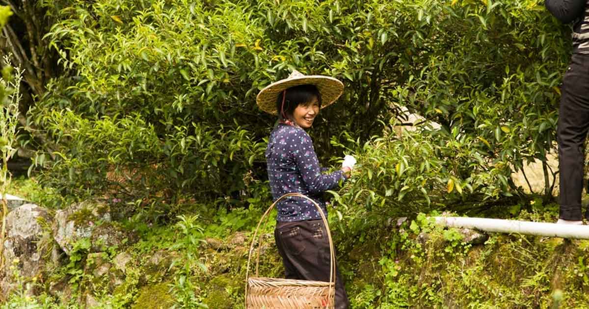 Улуны Фен Хуан