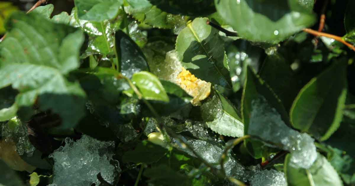 В Адыгее чай станет визитной карточкой республики