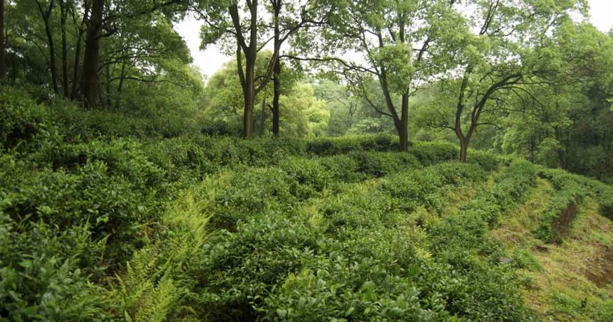 Плантации желтого чая Цзюнь Шань Инь Чжень.