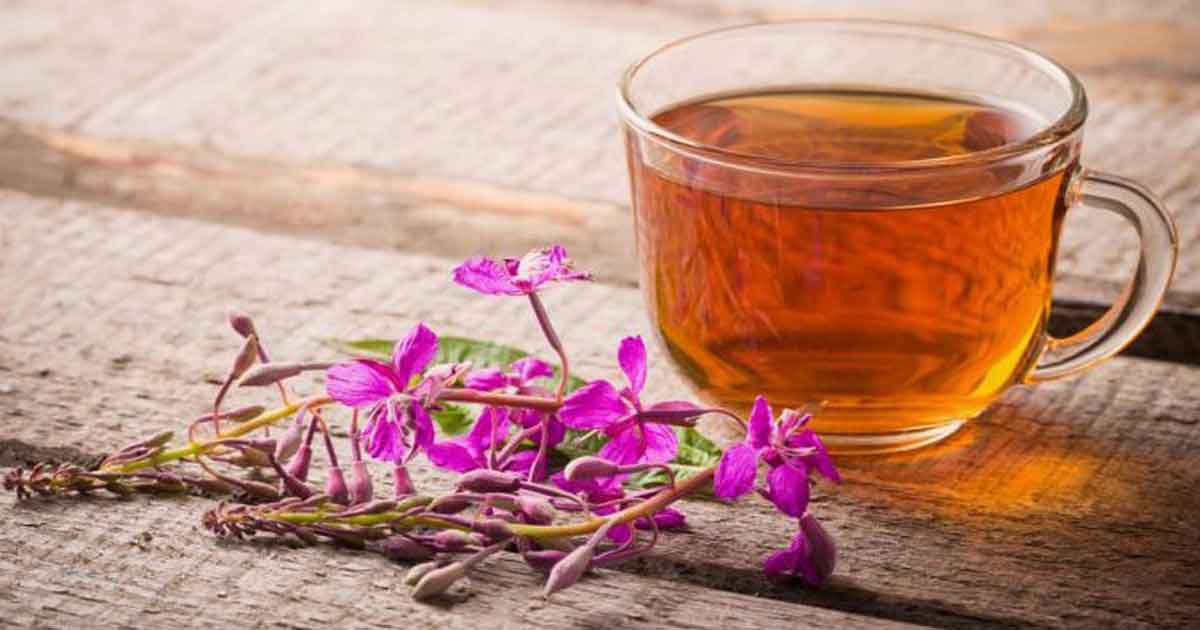 Иван-чай для сохранения молодости и красоты