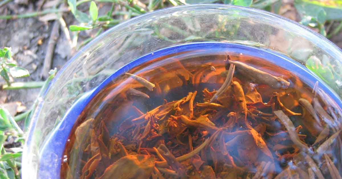 «Отдых» чая при заваривании