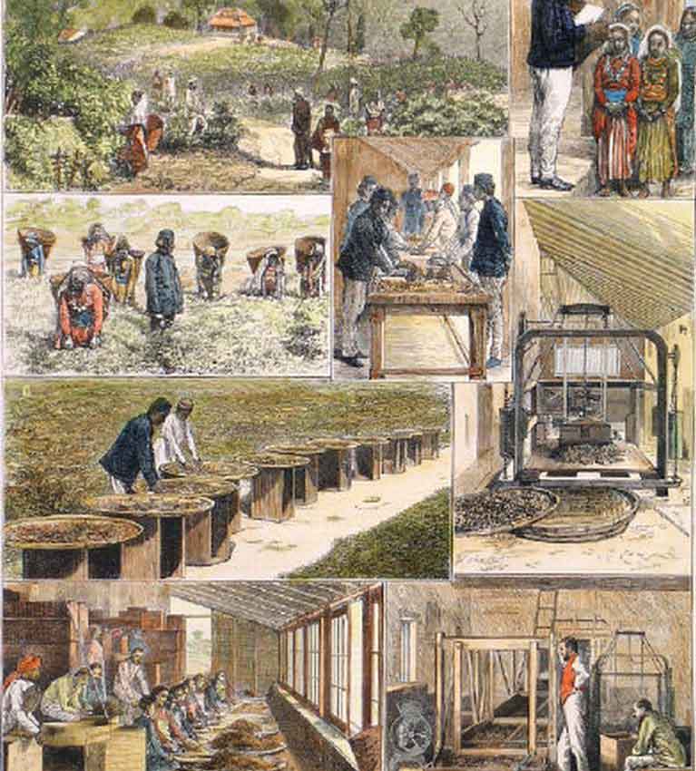 История Ассамской чайной Компании