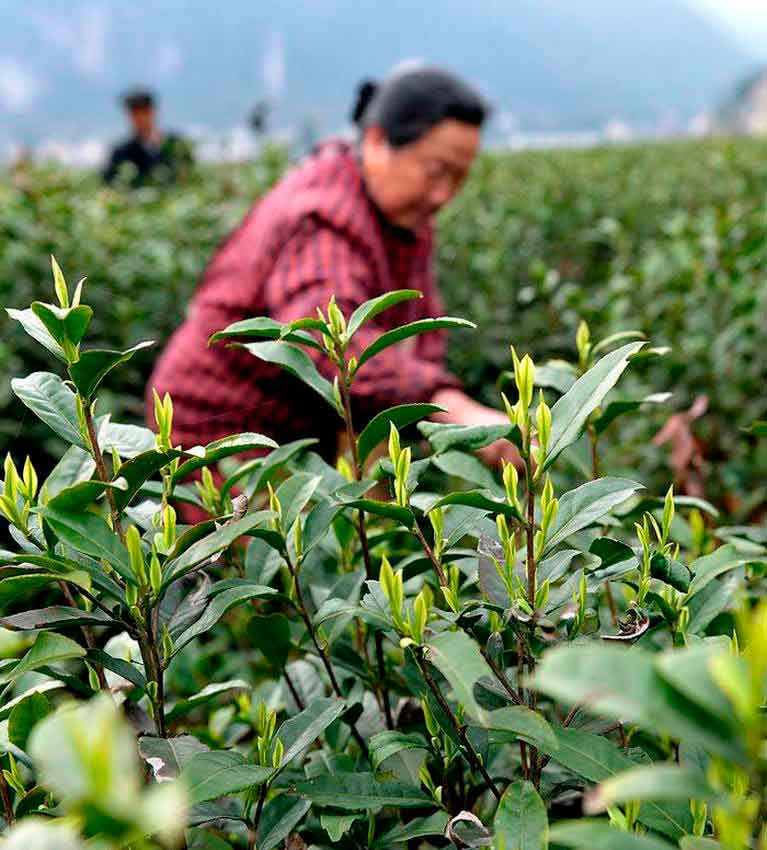 Выращивают чай в китае Выращивают чай в китае