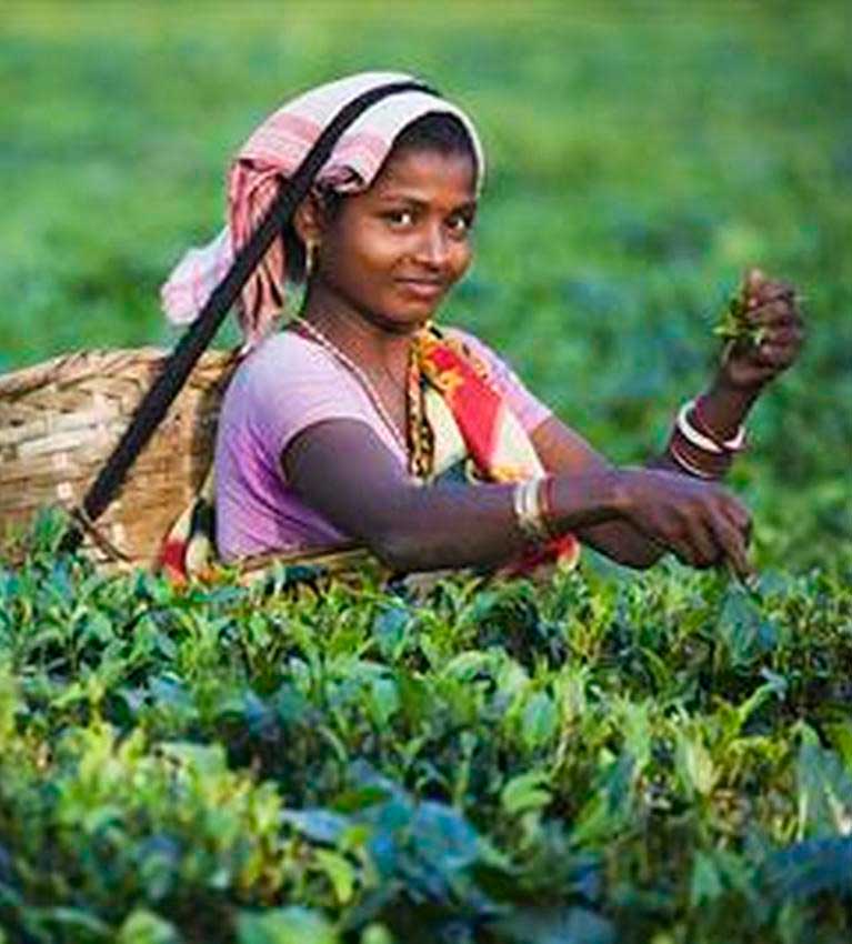 Строгие проверки качества помогут Индии достичь поставленной цели по экспорту чая