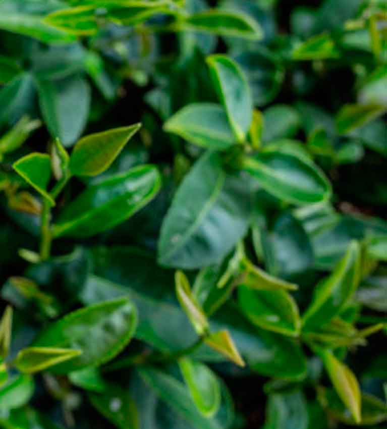 Новый взгляд на старые истины. Стоит ли заваривать зеленый чай более теплой водой?