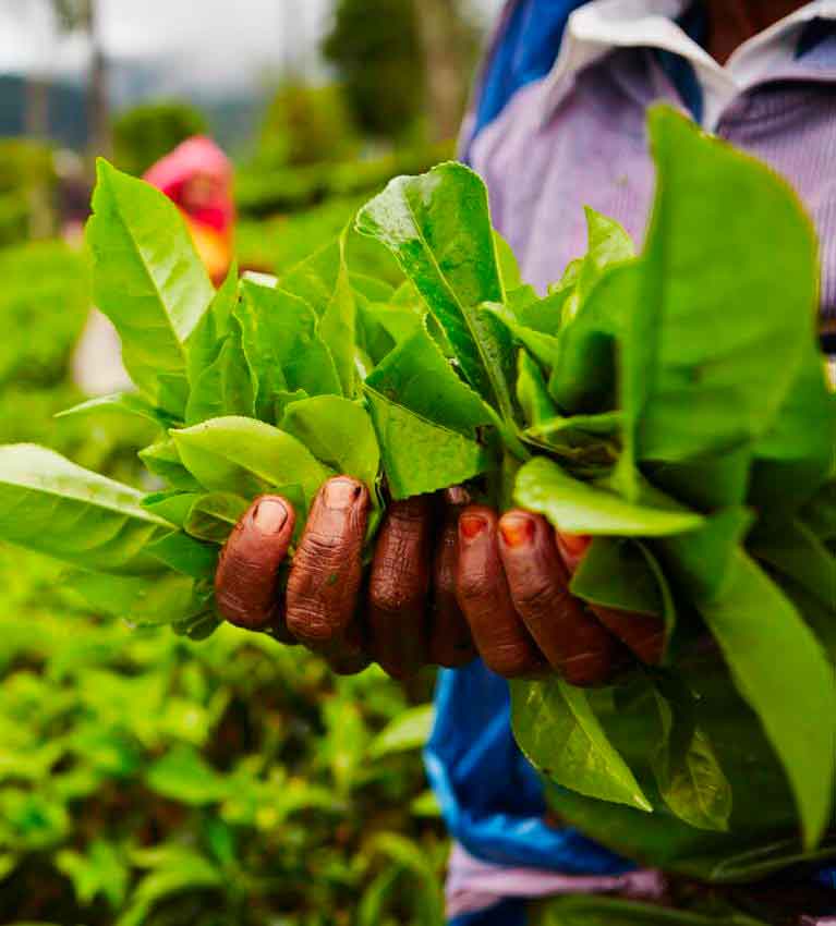 В Шри-Ланке ведется работа в области разнообразия, качества и устойчивости чайных растений