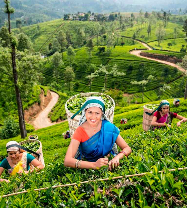 Цены на цейлонский чай в Шри-Ланке снижаются, ожидается падение производства