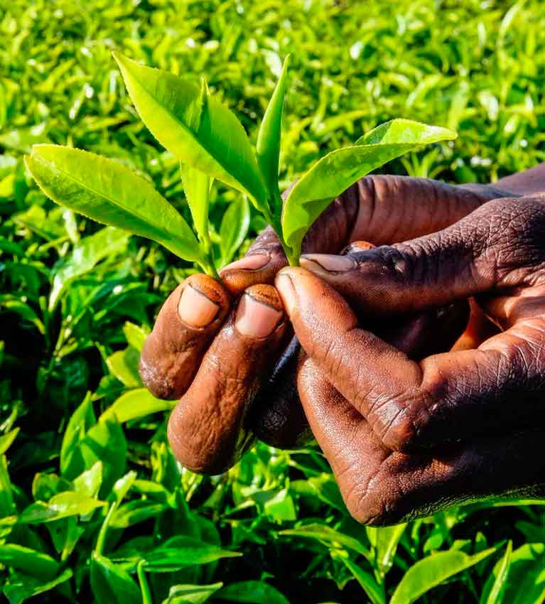 экспорт кенийского чая в первой половине 2021 года