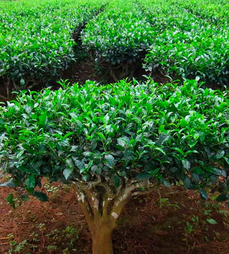 Так называемое «органическое» чаеводство