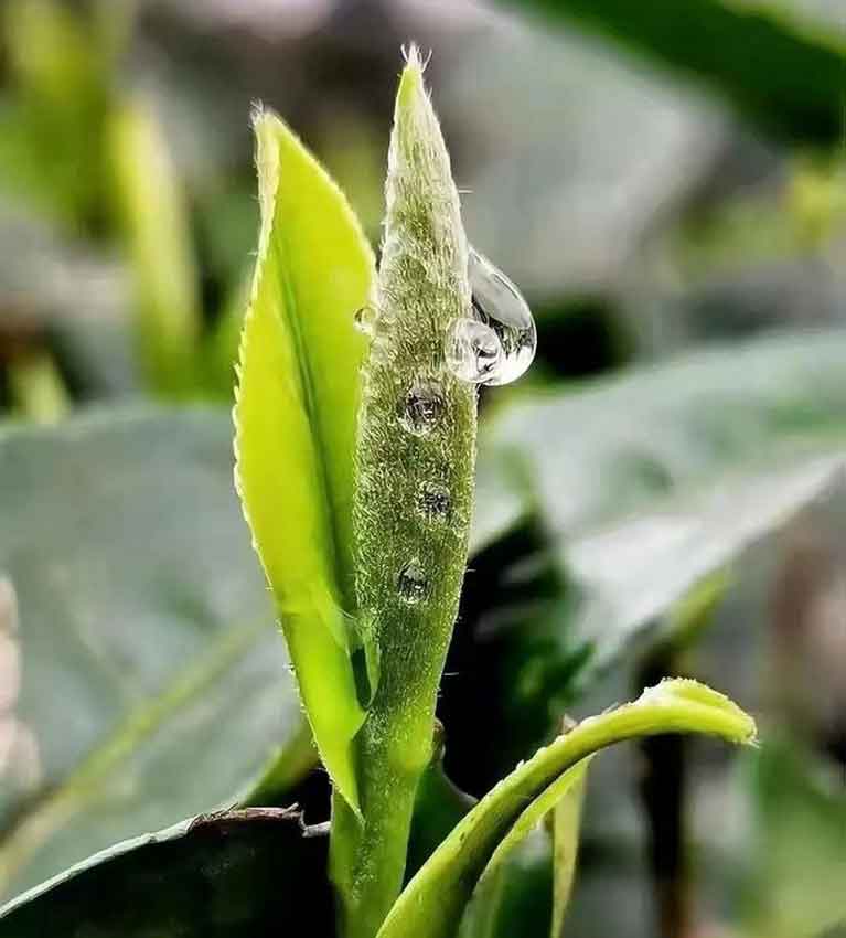 Будущая чаинка Та Сюэ Лань Фэй