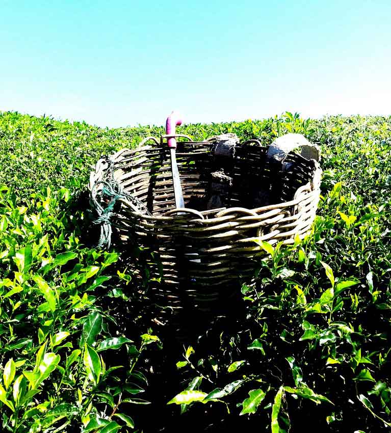 Годовой объем производства чая