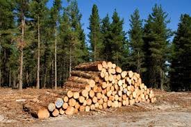 MADERA PINO