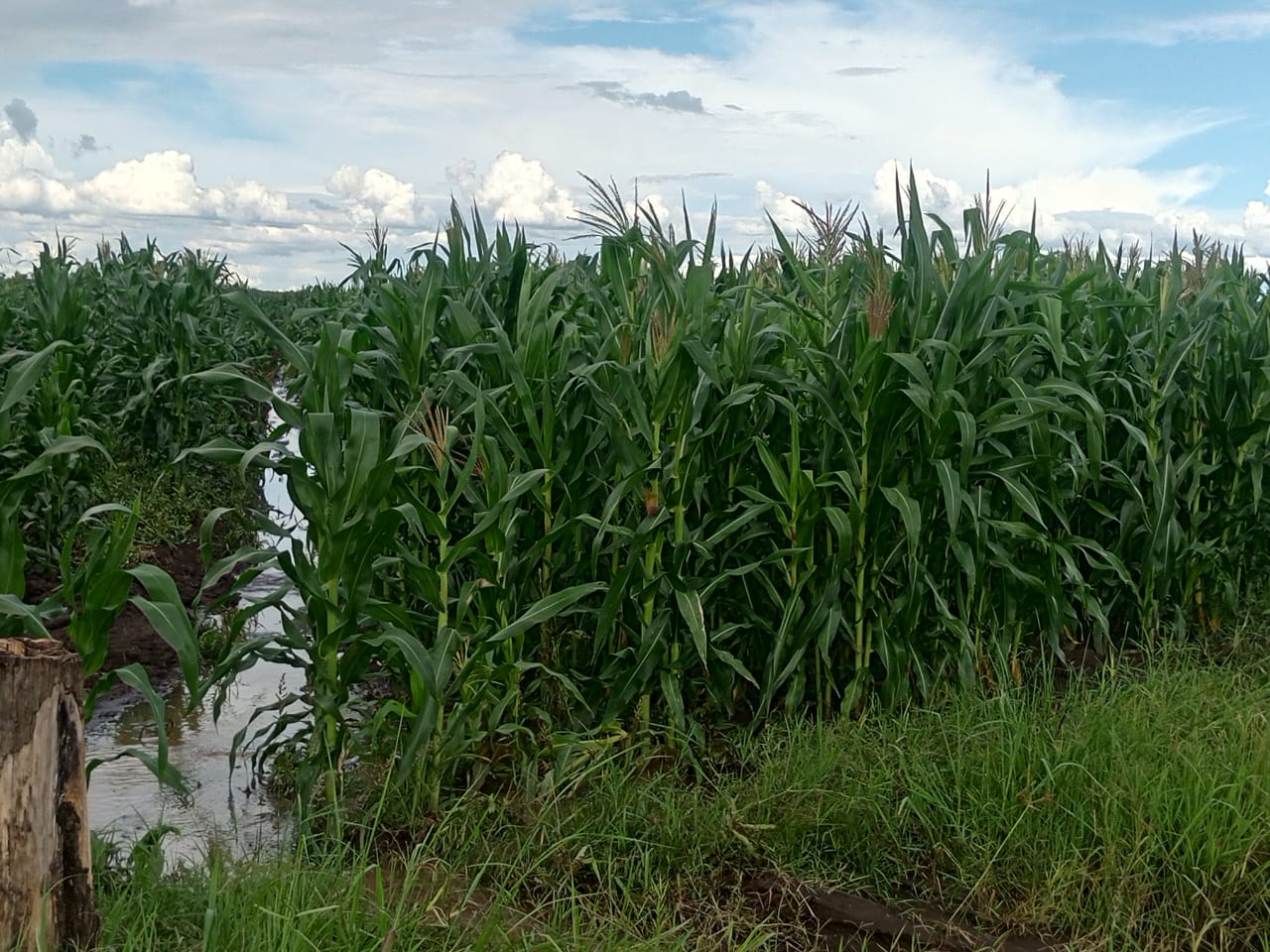 Transforming the Ngenge Plains Through Efficient Irrigation Systems