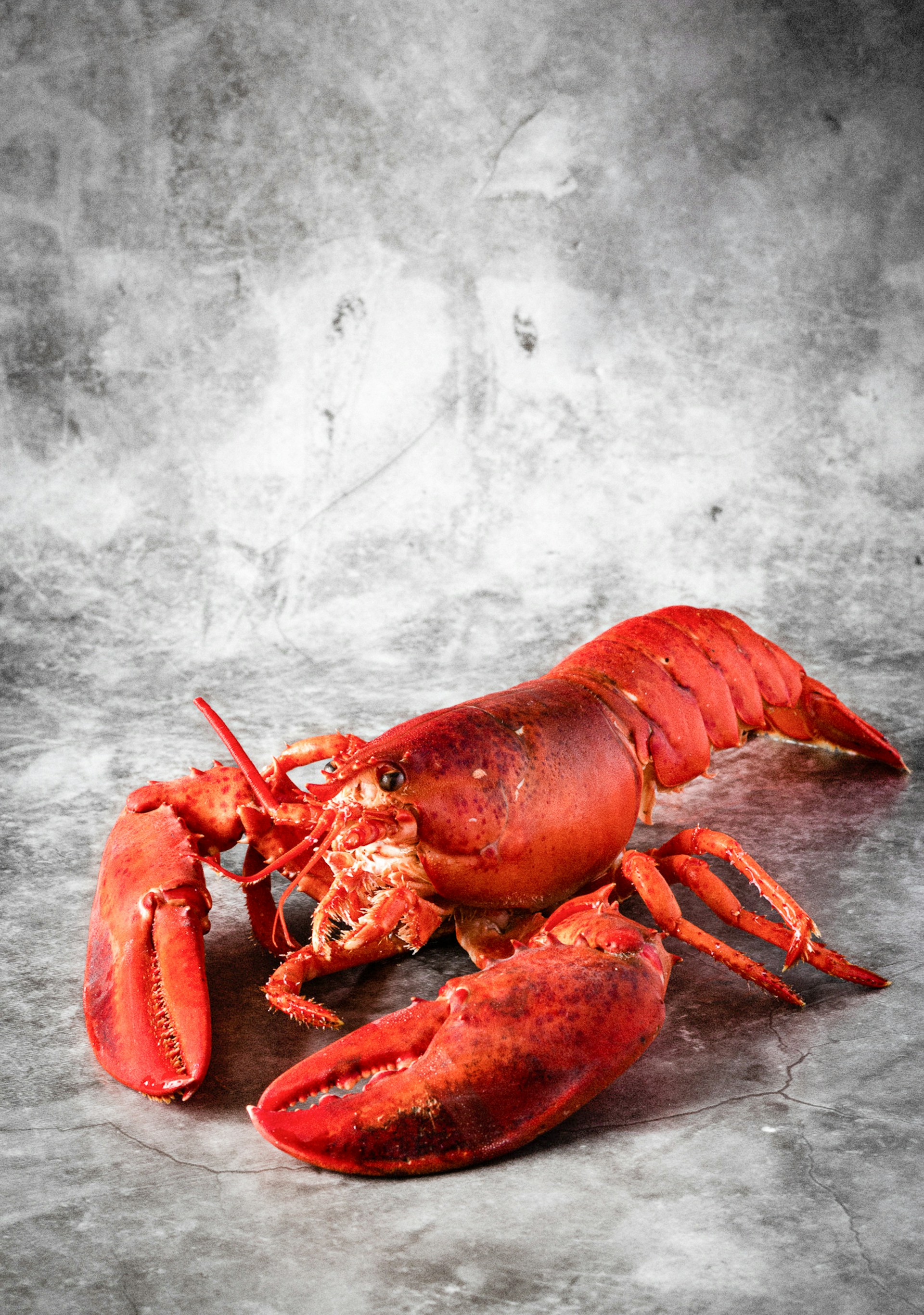 lobster