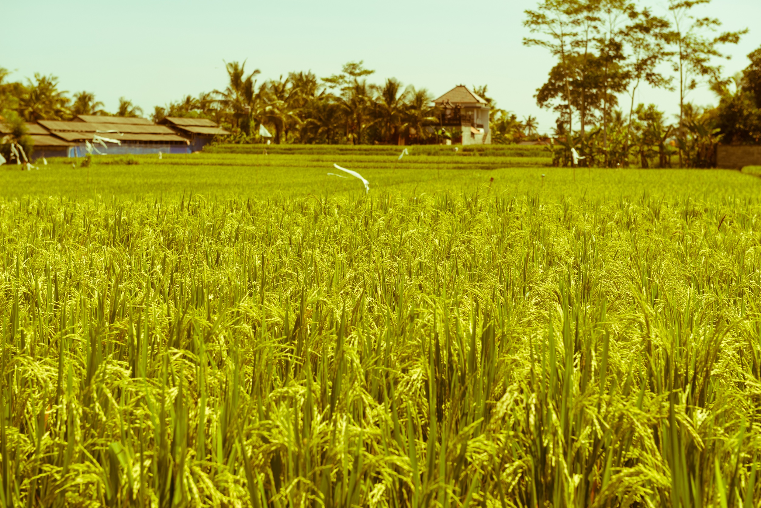 Paddy Field Bengal