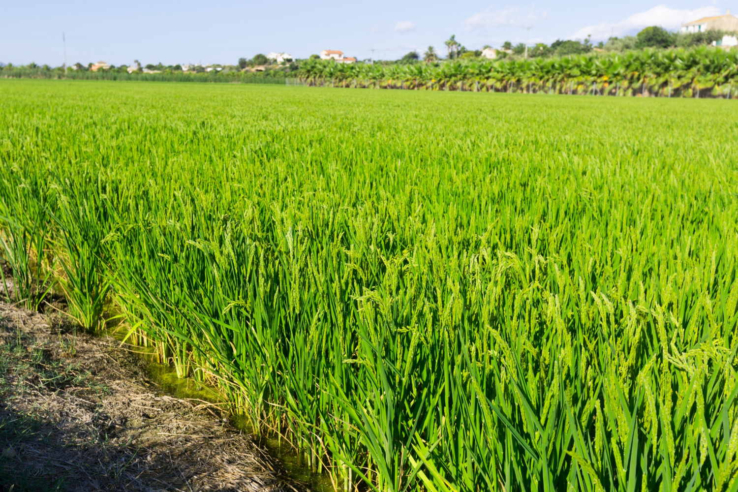 Paddy Field