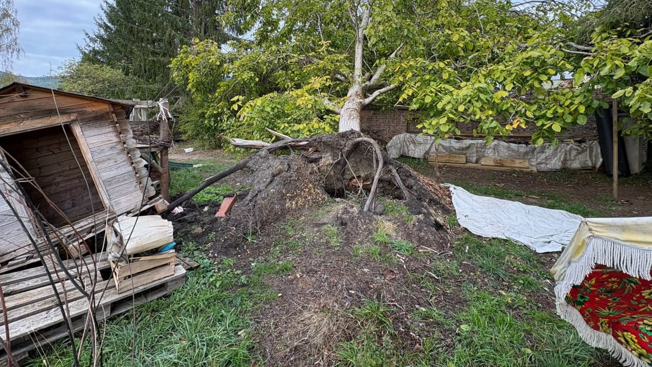Gestion de patrimoine arboré, THOMAS GRASSER (ARBOR ET'HOMME)