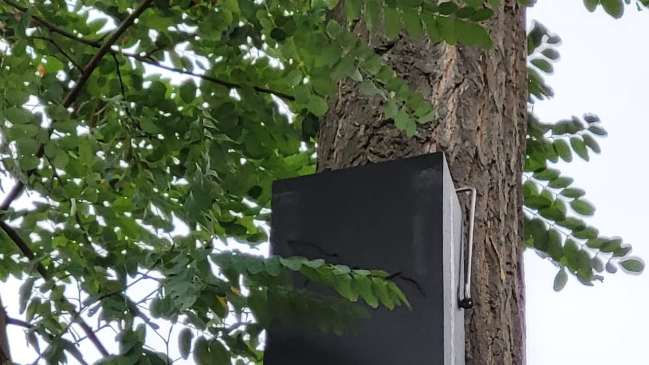 Niche écologique, THOMAS GRASSER (ARBOR ET'HOMME)