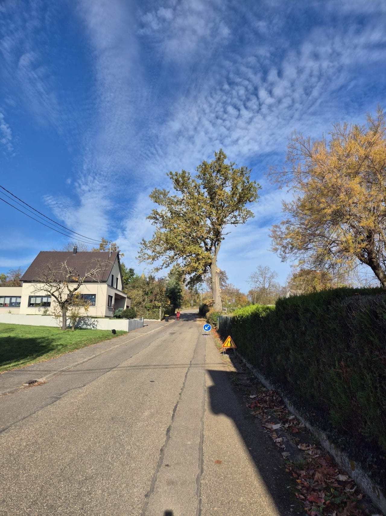 Le chêne avant l’abattage
