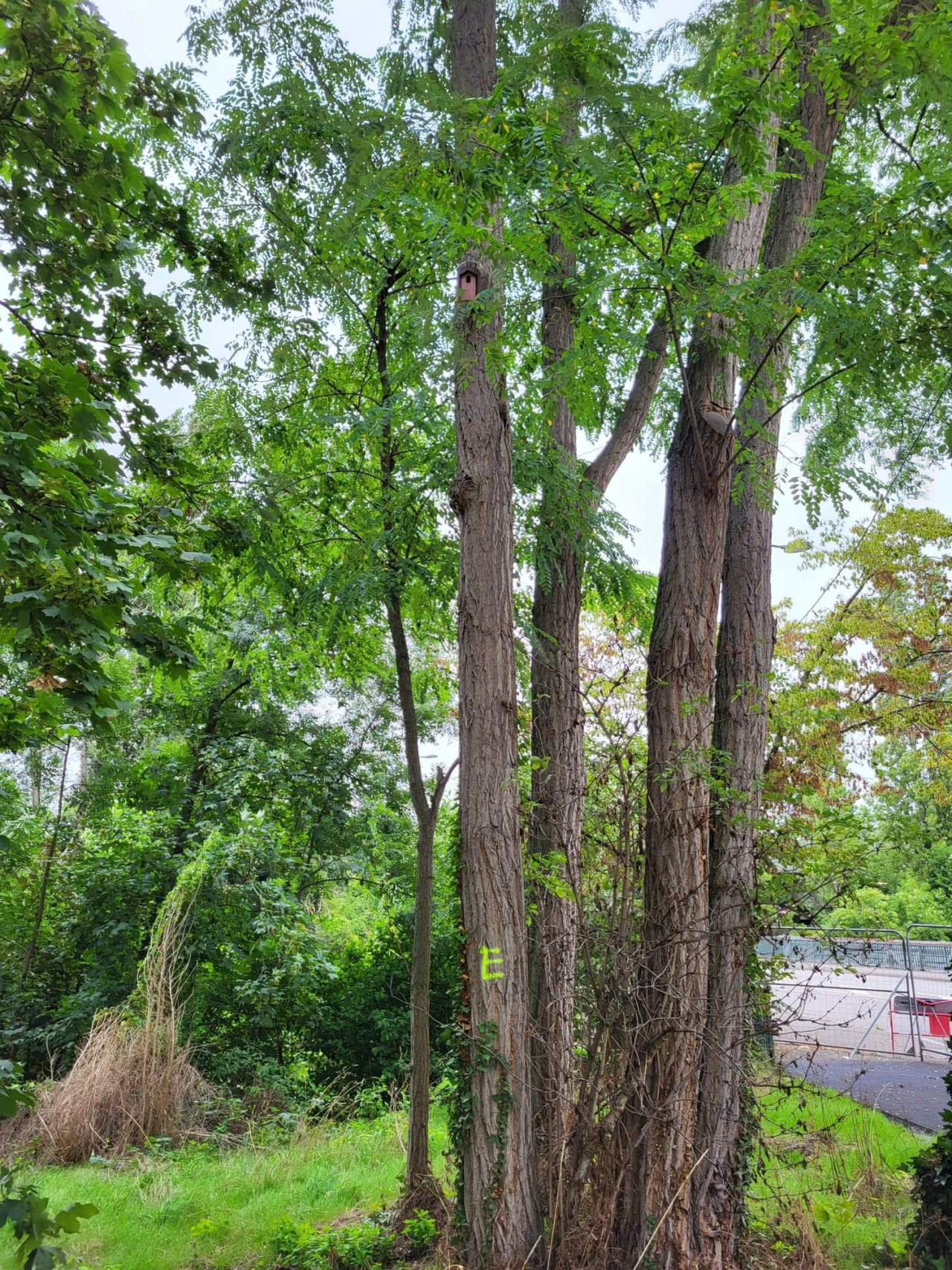 Alignement d’arbres équipé de nichoirs