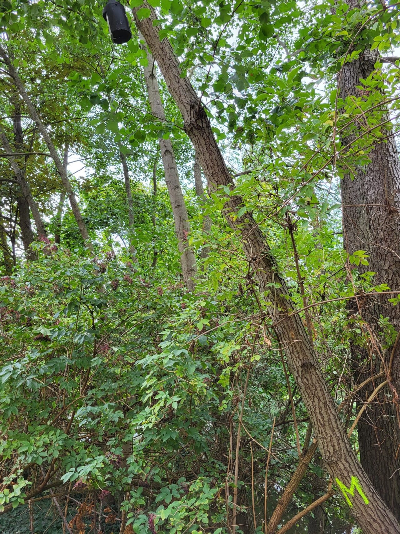 Nichoir posé dans un arbre