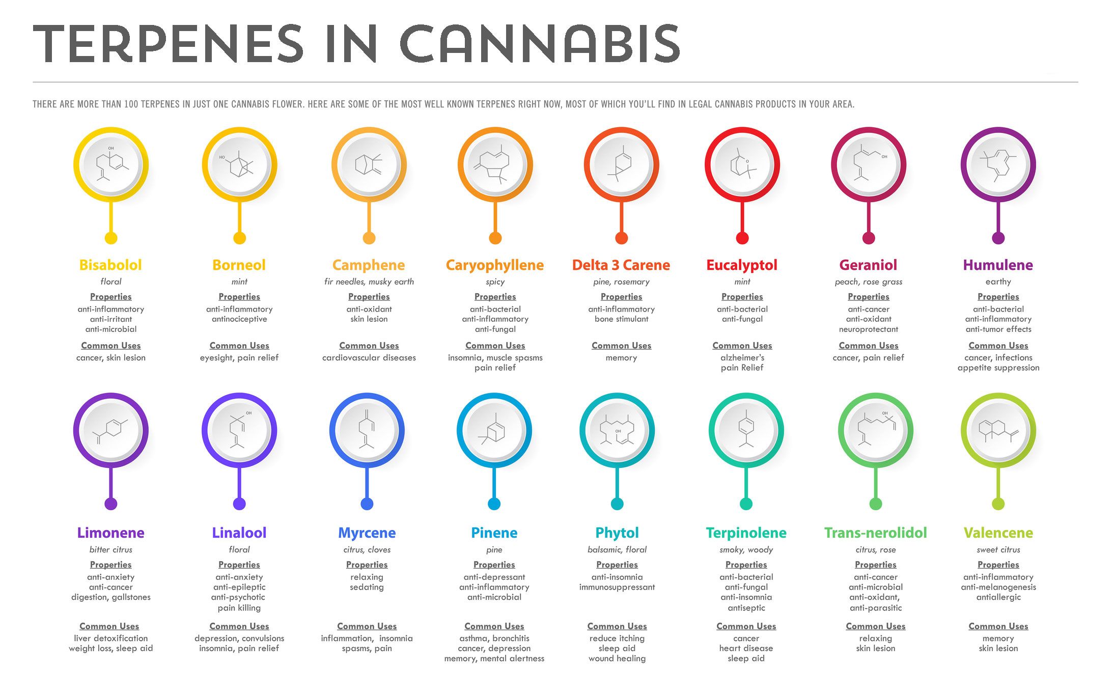 Terpenes In Cannabis | Treehouse Cannabis Dispensary 