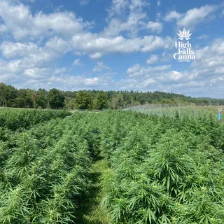 High Falls Canna - Treehouse Cannabis - Weed delivery for New York