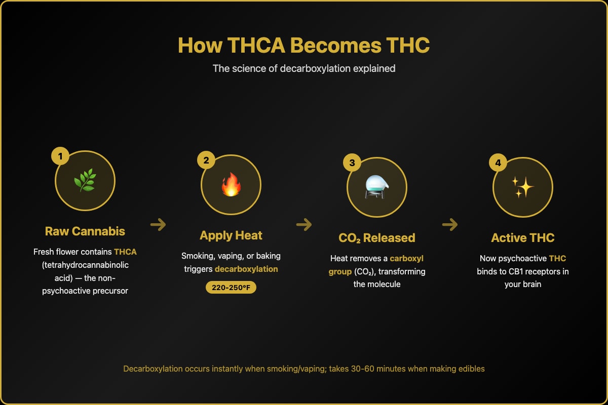 Infographic: Step-by-step decarboxylation process from raw cannabis to active THC