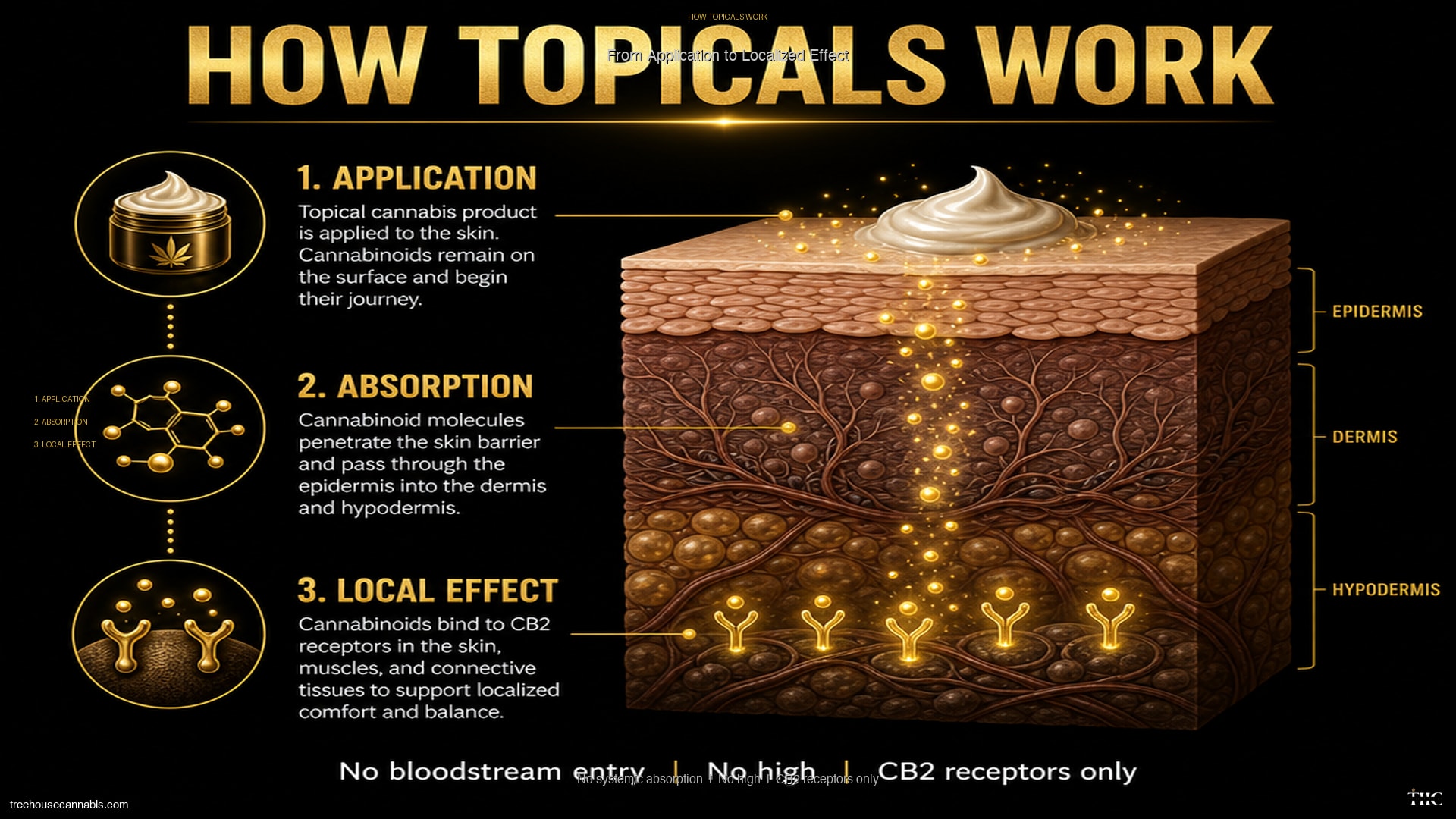 Infographic 1: How Cannabis Topicals Work