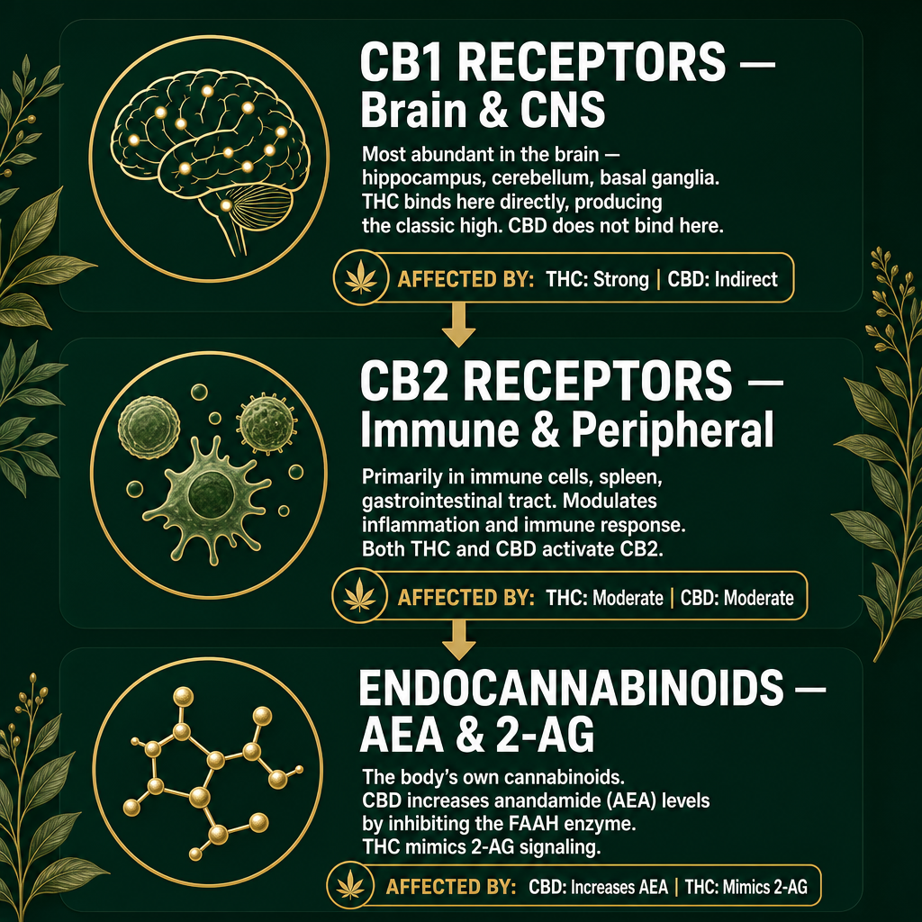 Infographic 2