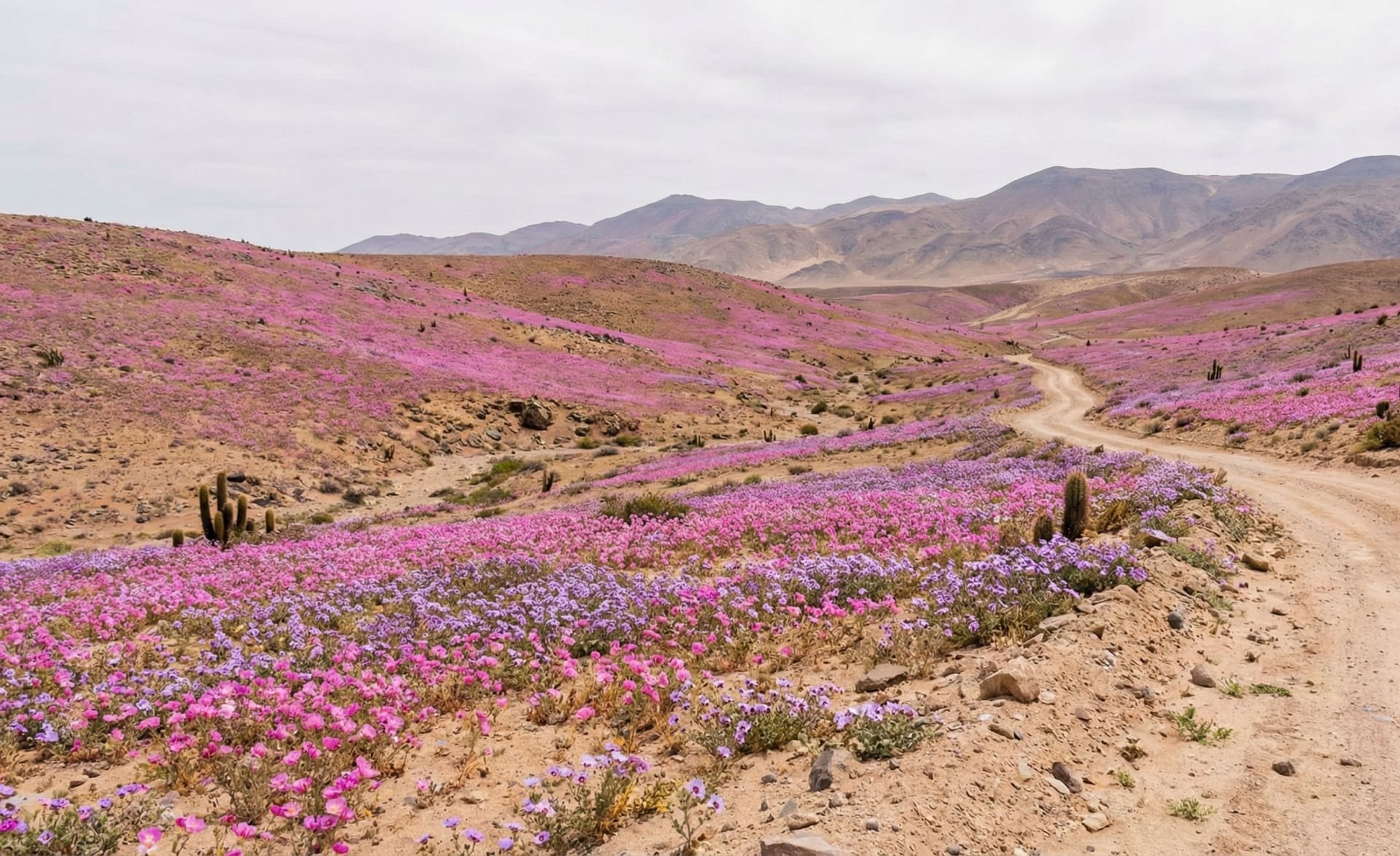 Atacama Flowering Desert - Chile
