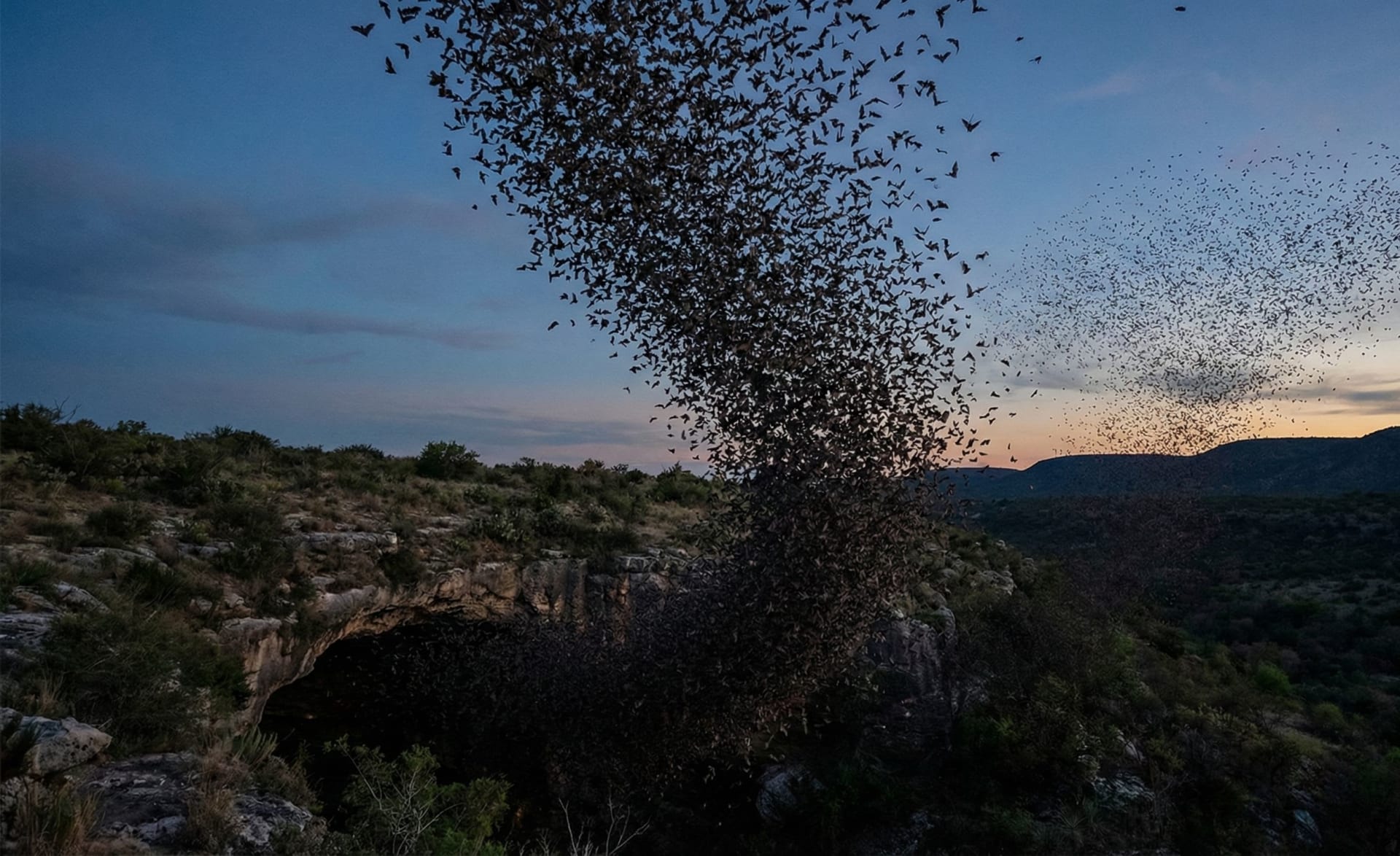 Bat Emergence - Bracken Cave