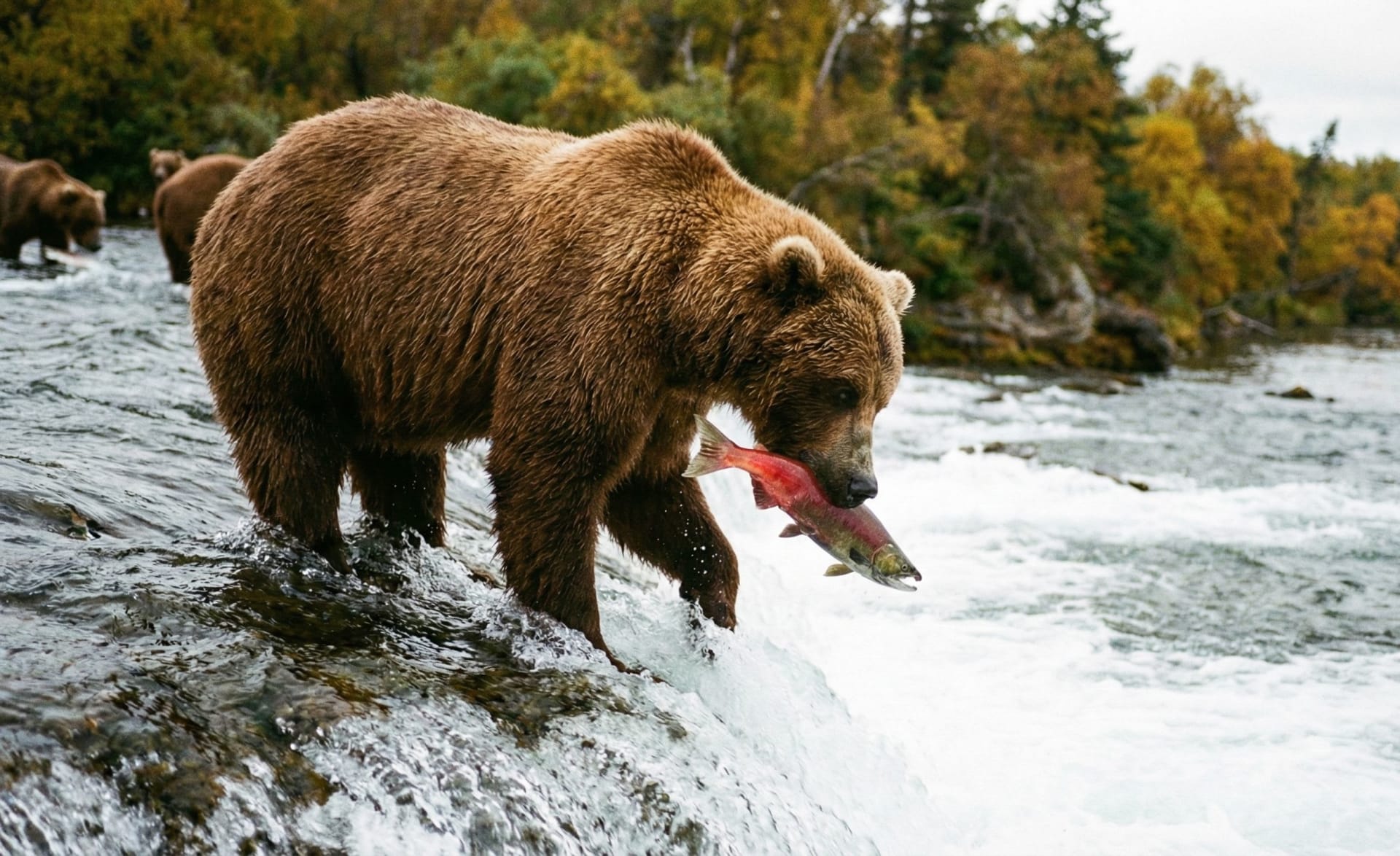 Brown Bear Salmon Feast - Katmai