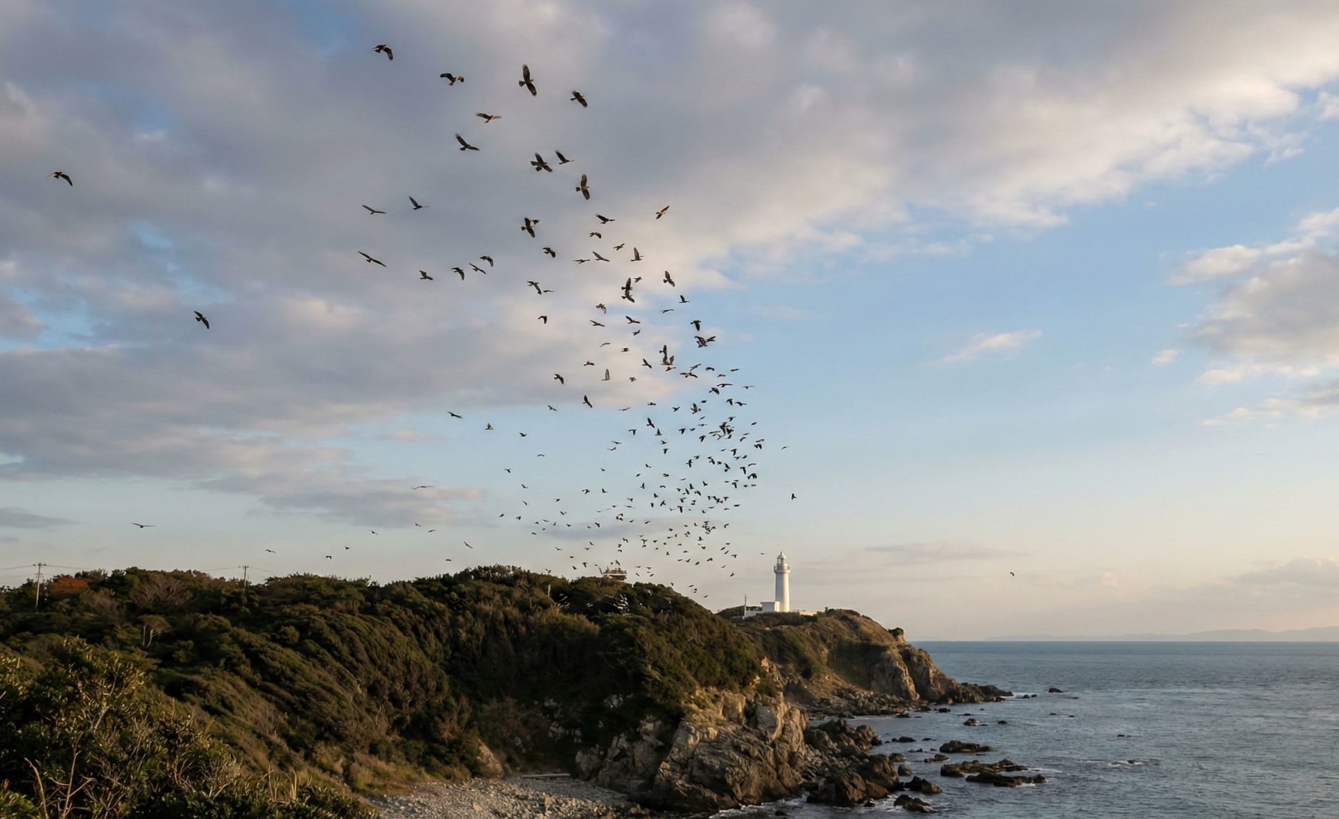 Cape Irago Hawk Migration