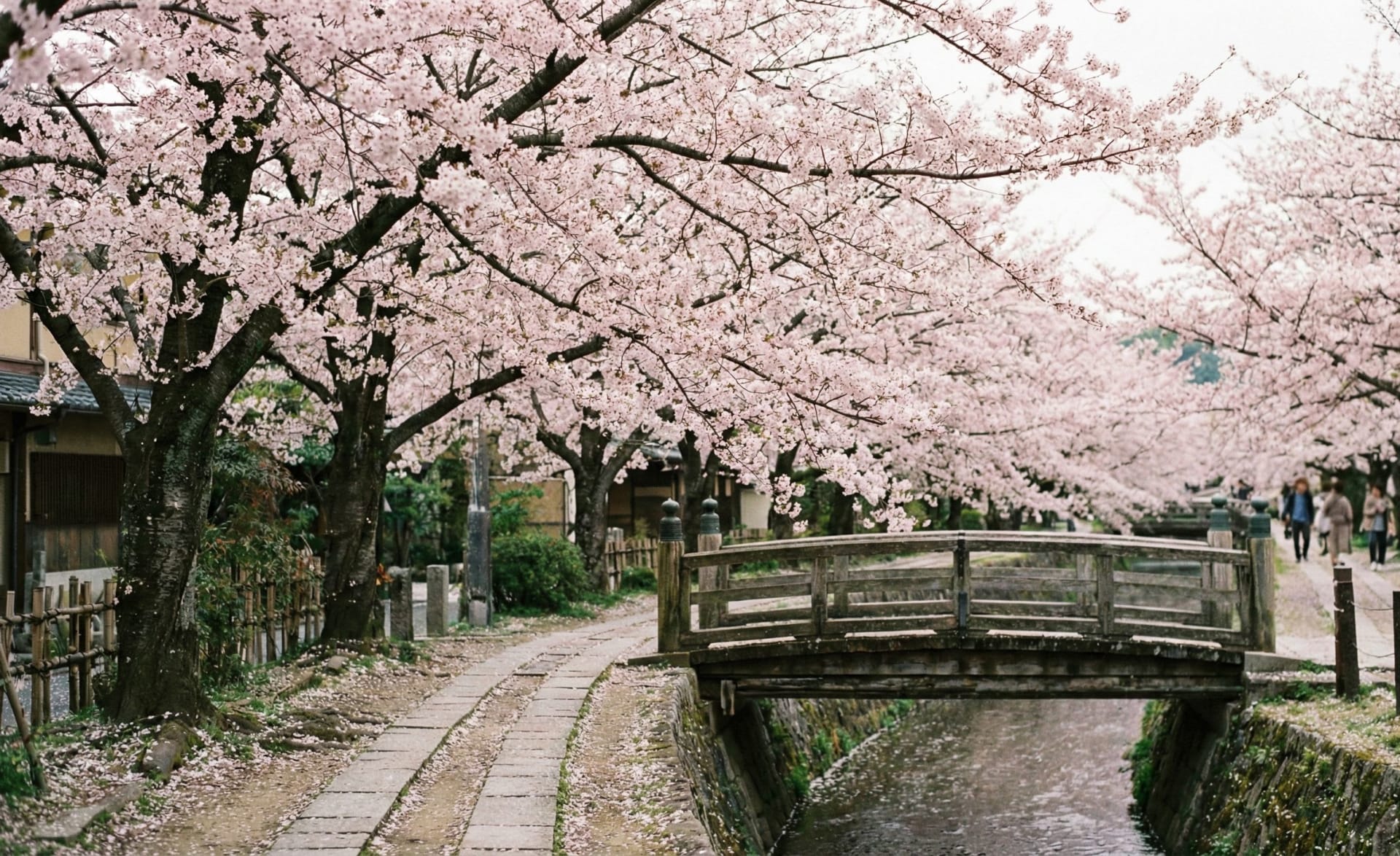 Cherry Blossom Season (Japan)