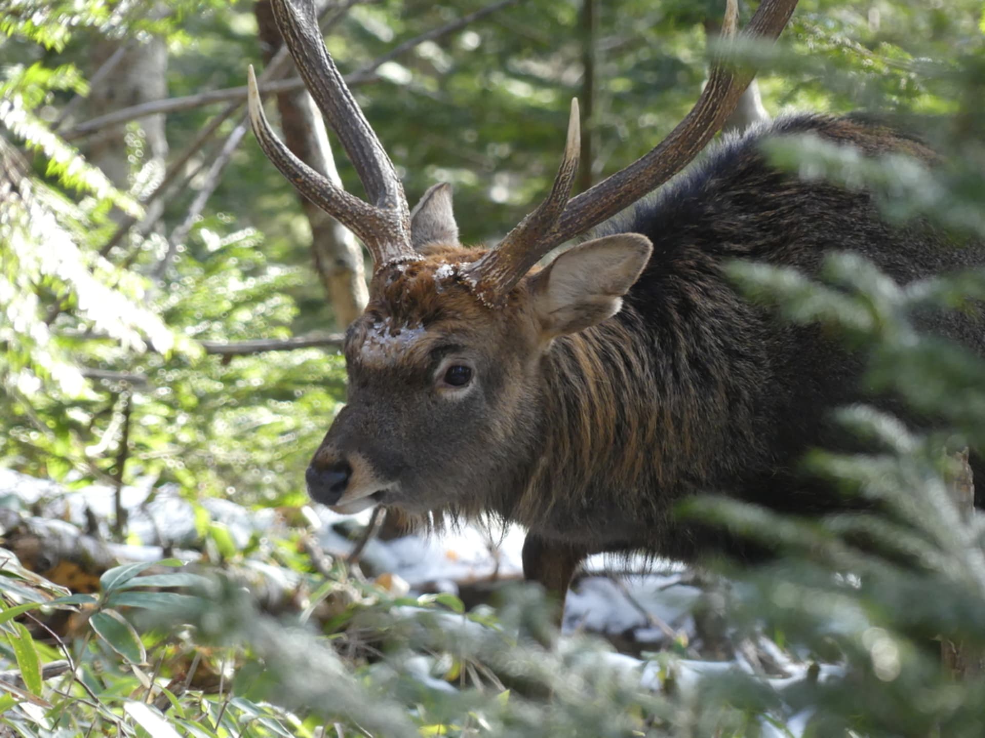 Ezo Sika Deer Rut