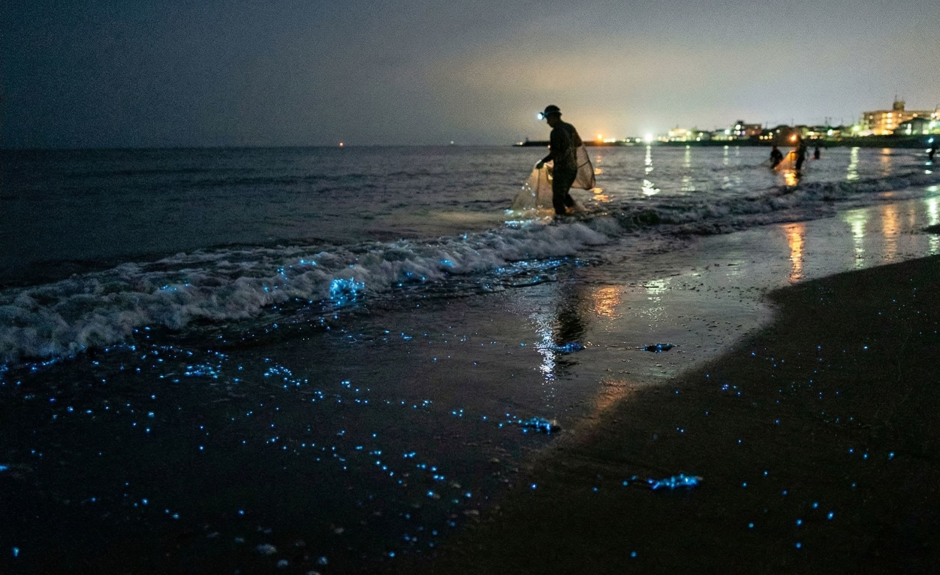 Firefly Squid of Toyama Bay