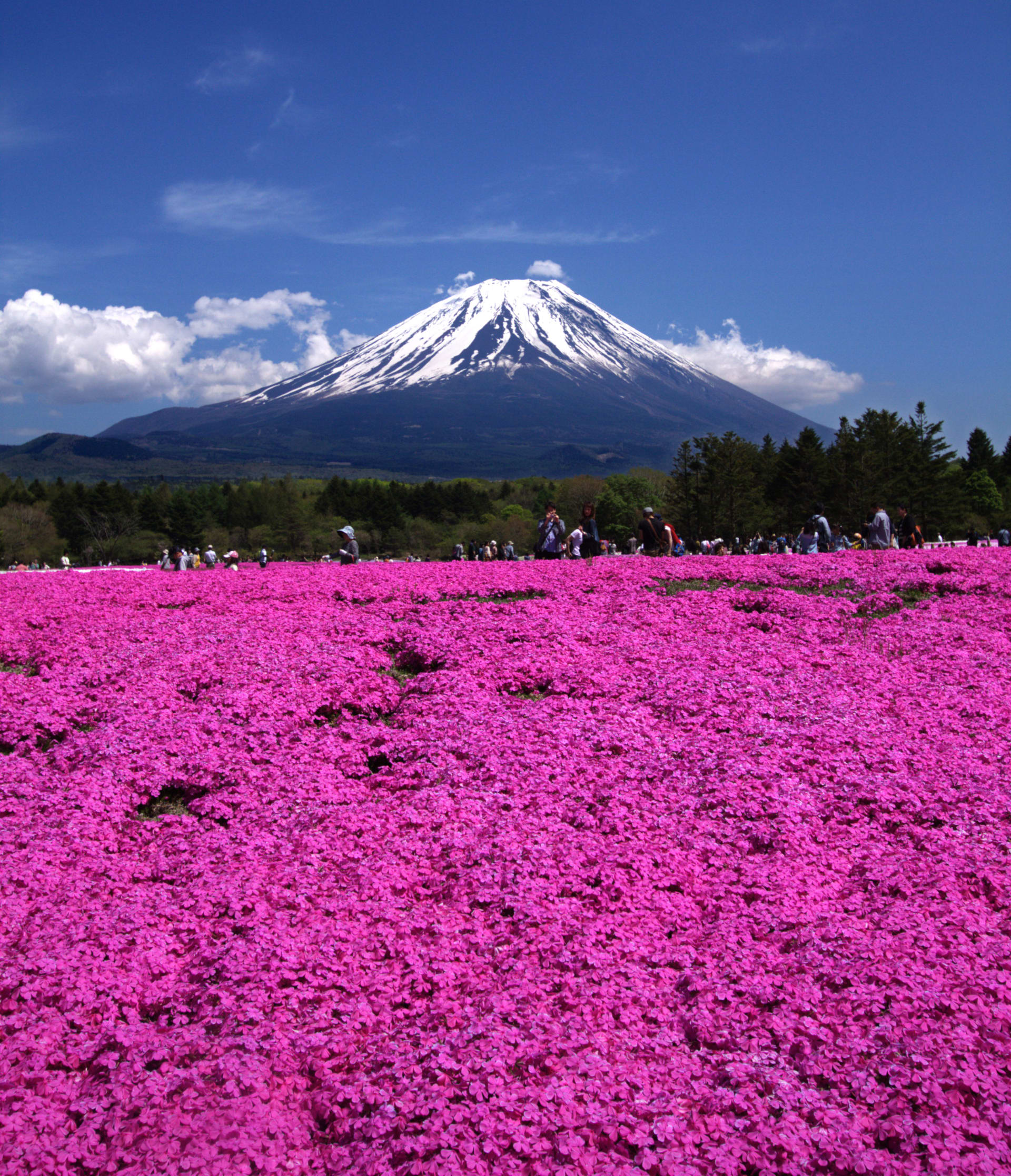 Fuji Shibazakura Festival