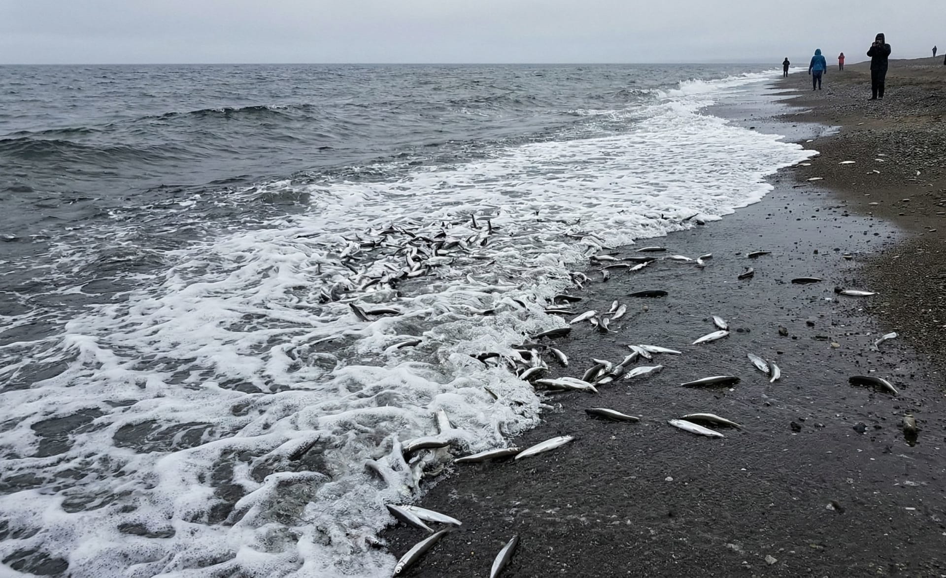 Capelin Rolling
