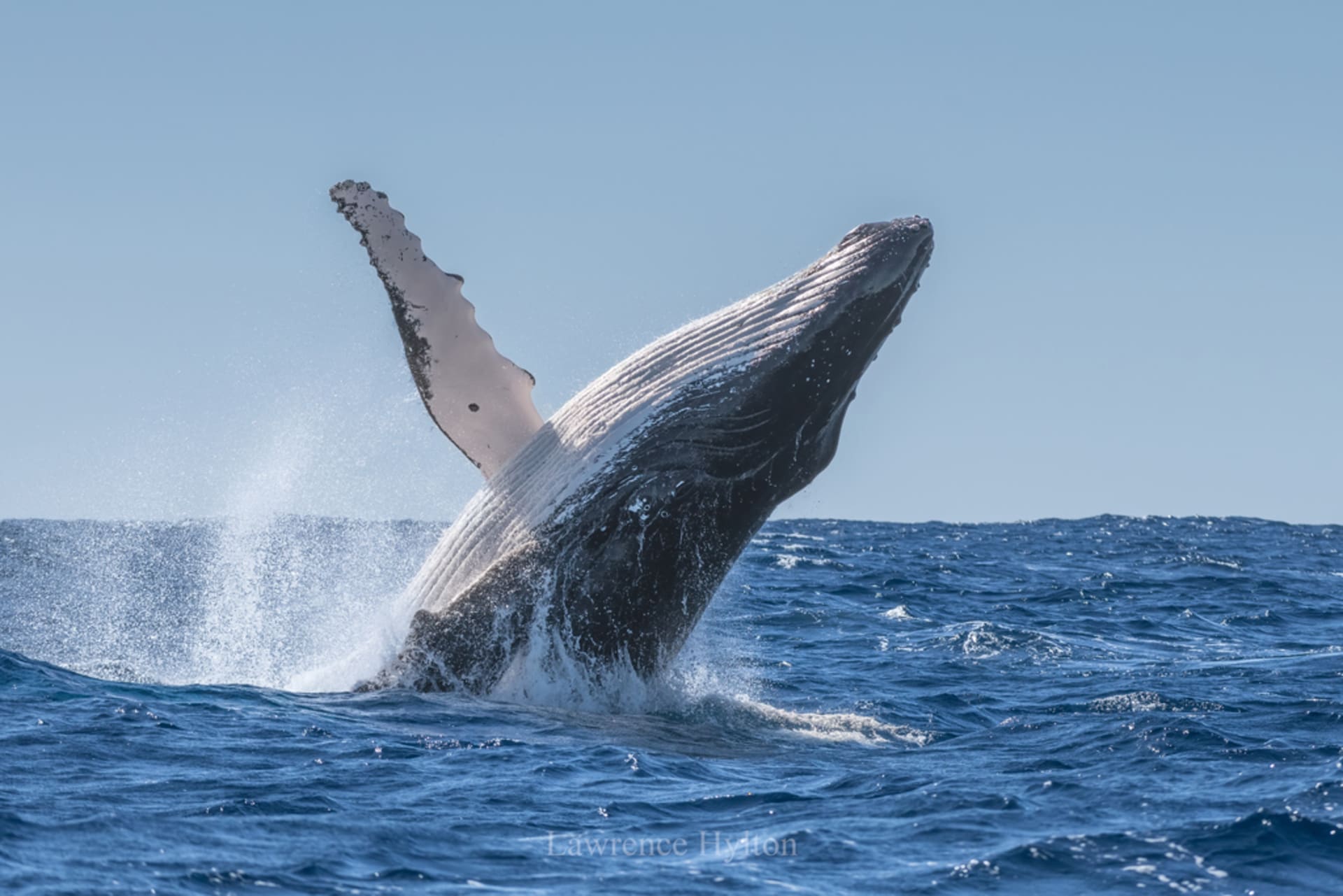 Humpback Whales in Okinawa