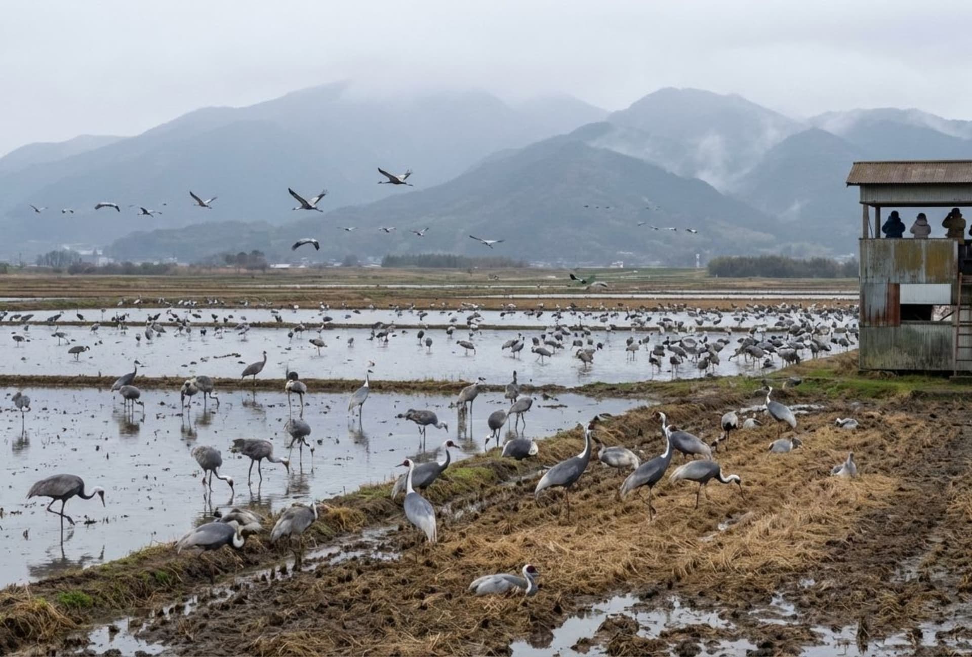 Izumi Crane Wintering Grounds