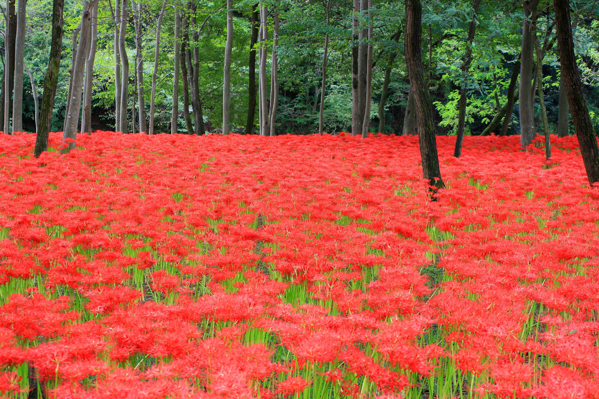 Kinchakuda Red Spider Lily Festival