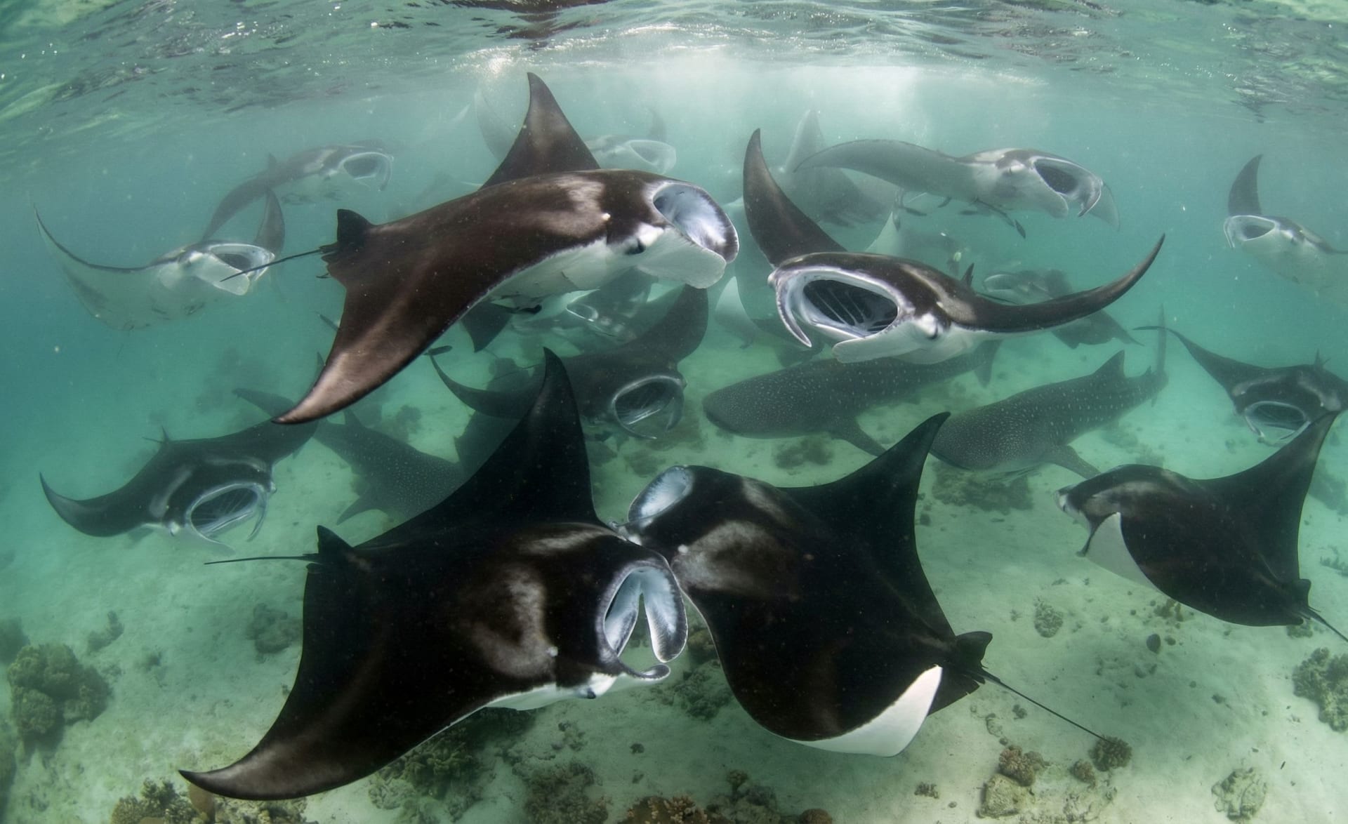 Manta Ray Feeding Frenzy