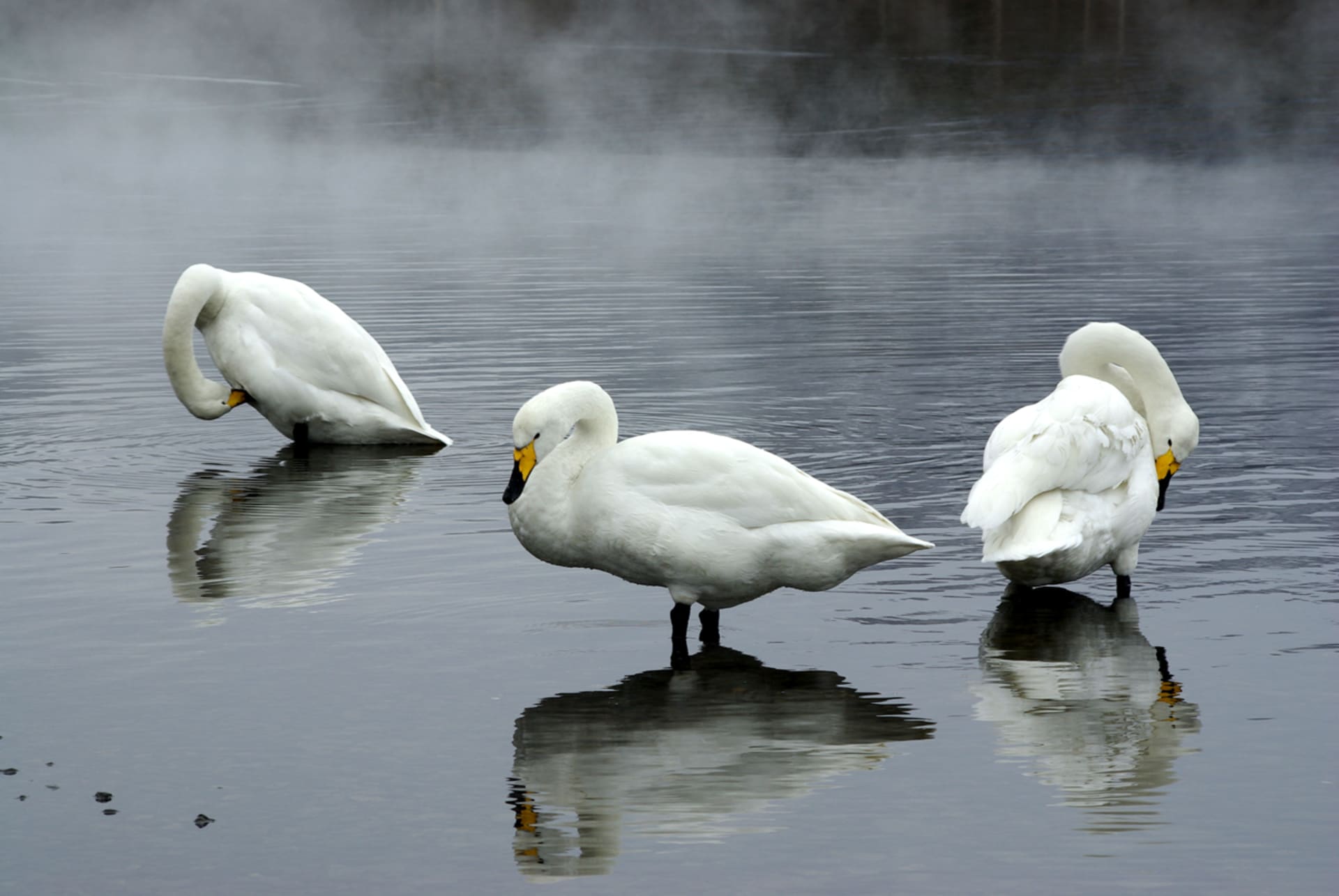 Lake Kussharo Whooper Swans