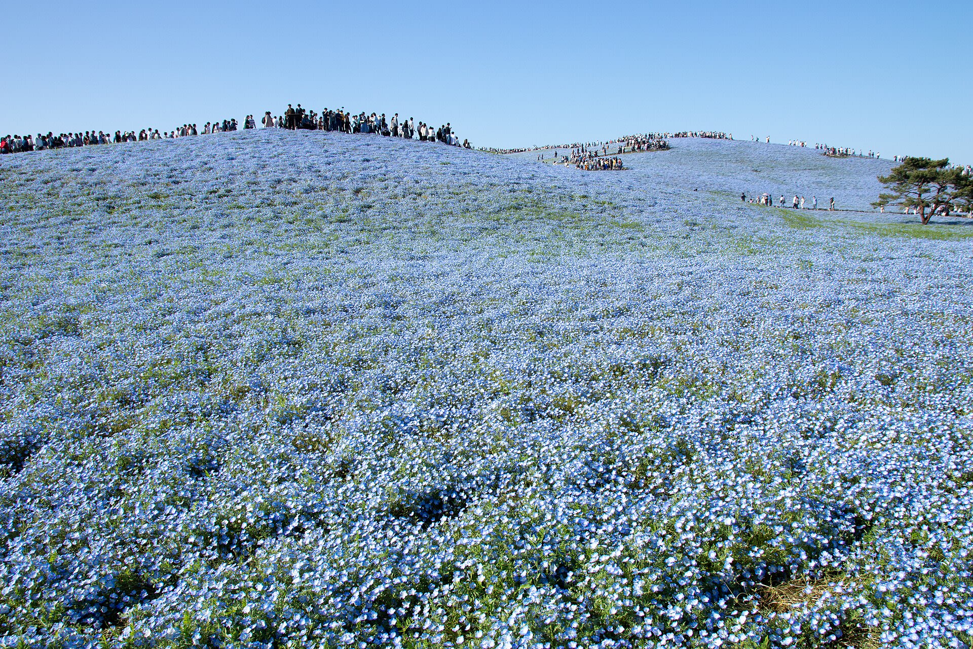 Nemophila Bloom at Hitachi Seaside Park
