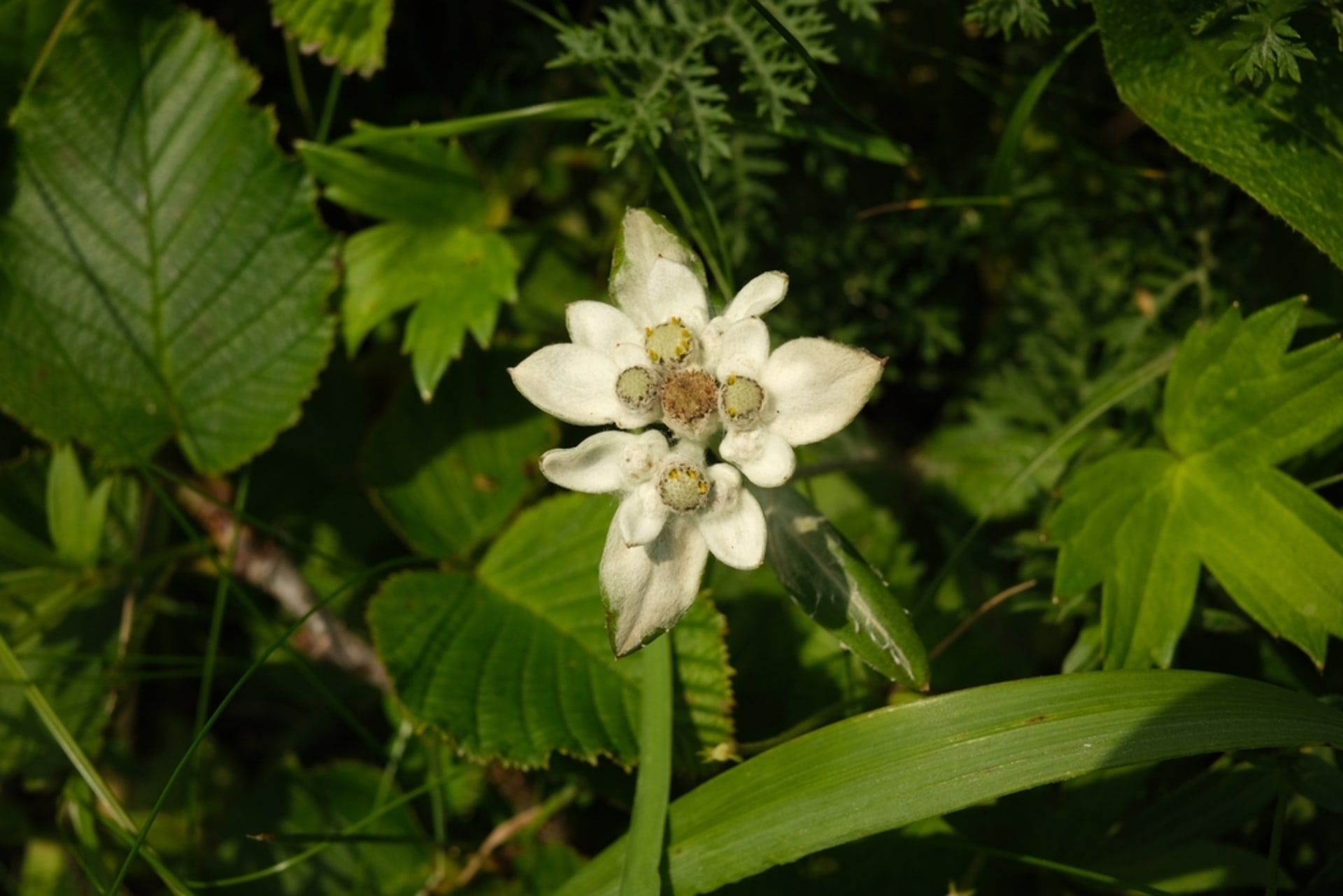 Rebun Island Alpine Flowers