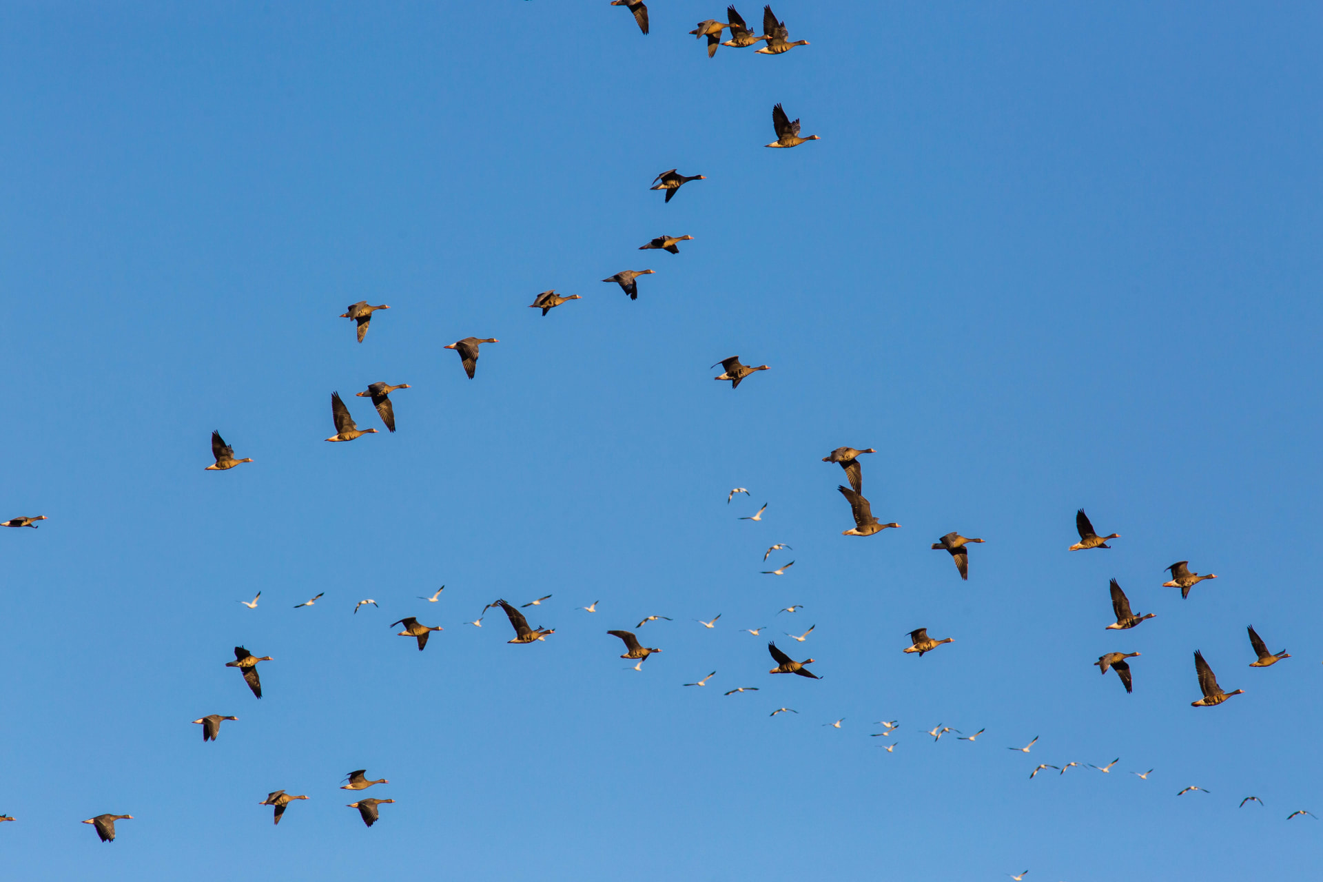 Izunuma Magan Goose Dawn Liftoff
